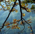 /album/priroda/a2-li-prir-1-jpg/